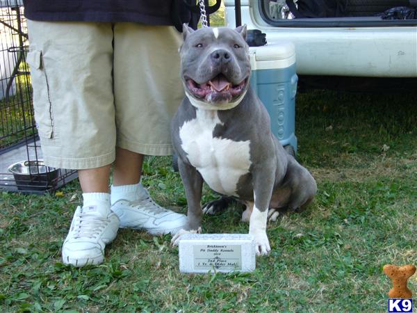 Stud Dogs in MI